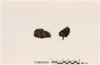 藏品(島衣屬)的圖片